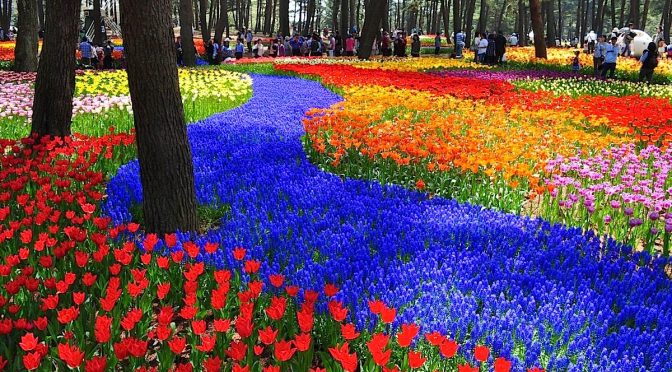 Daftar Wisata Padang Bunga Tercantik yang Wajib Dikunjungi