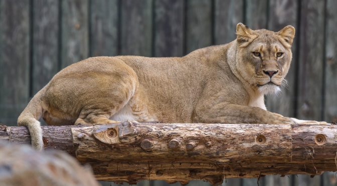 Destinasi Negara Terbaik untuk Melihat Kehidupan Alam Liar